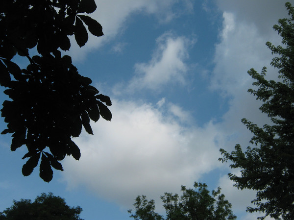 cloudy sky with trees silhouettes