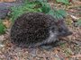 hedgehog photo stocks