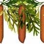 carrot 2D set