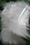 feather 01