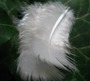 feather 02