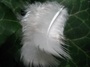 feather 03