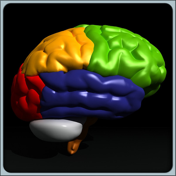 3ds max human brain - Human Brain Untextured... by Imagework