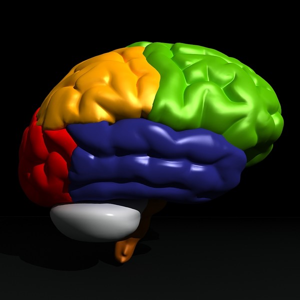3ds max human brain - Human Brain Untextured... by Imagework