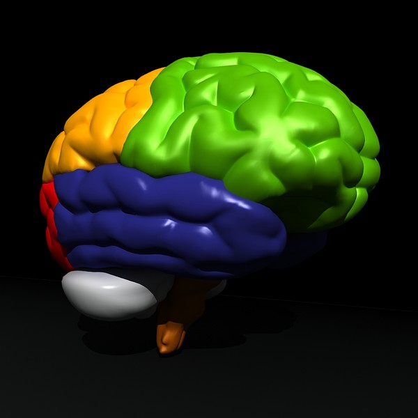 3ds max human brain - Human Brain Untextured... by Imagework