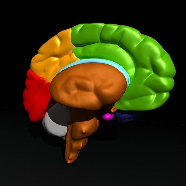 3ds max human brain - Human Brain Untextured... by Imagework