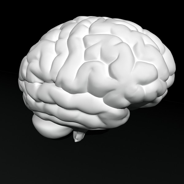 3ds max human brain - Human Brain Untextured... by Imagework