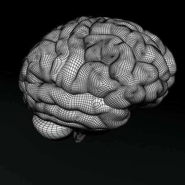 3ds max human brain - Human Brain Untextured... by Imagework