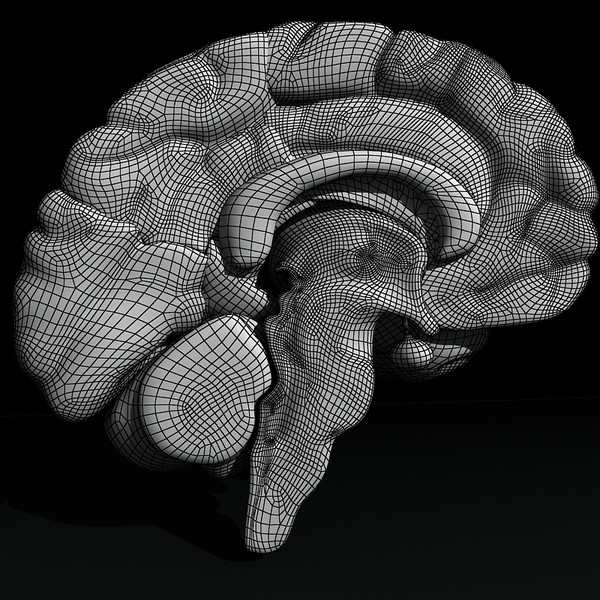 3ds max human brain - Human Brain Untextured... by Imagework