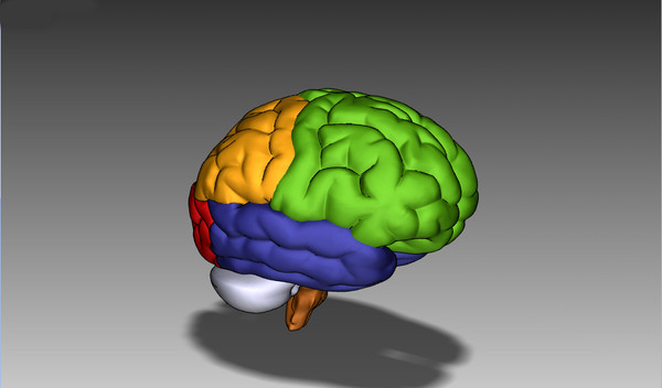 3ds max human brain - Human Brain Untextured... by Imagework