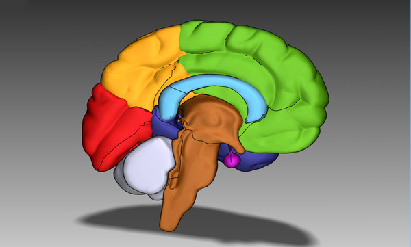 3ds max human brain - Human Brain Untextured... by Imagework