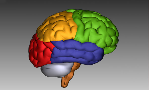 3ds max human brain - Human Brain Untextured... by Imagework