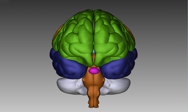 3ds max human brain - Human Brain Untextured... by Imagework