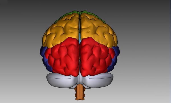 3ds max human brain - Human Brain Untextured... by Imagework
