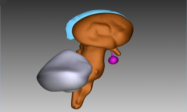 3ds max human brain - Human Brain Untextured... by Imagework