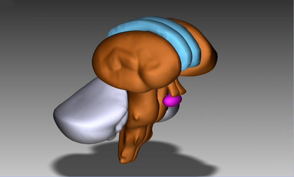 3ds max human brain - Human Brain Untextured... by Imagework