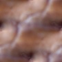 walnut 02 a