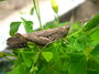insects