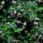 blooming snowberry bush