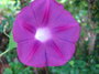 flowers in low resolution