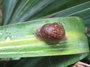 snail