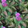 hedgerow 02