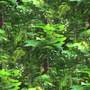 treetop tileable 1024