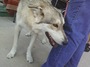 Wolf Pictures