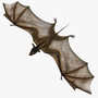 3d vampire bat model