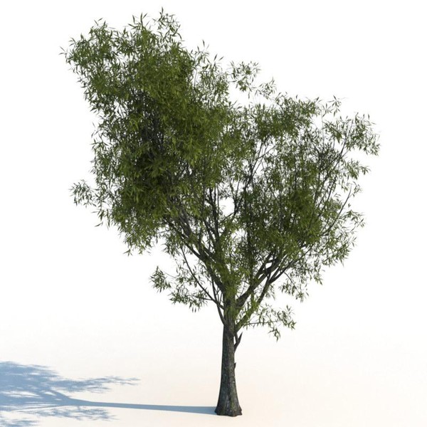 3d model willow tree - Willow trees... by exactness