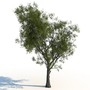 3d model willow tree