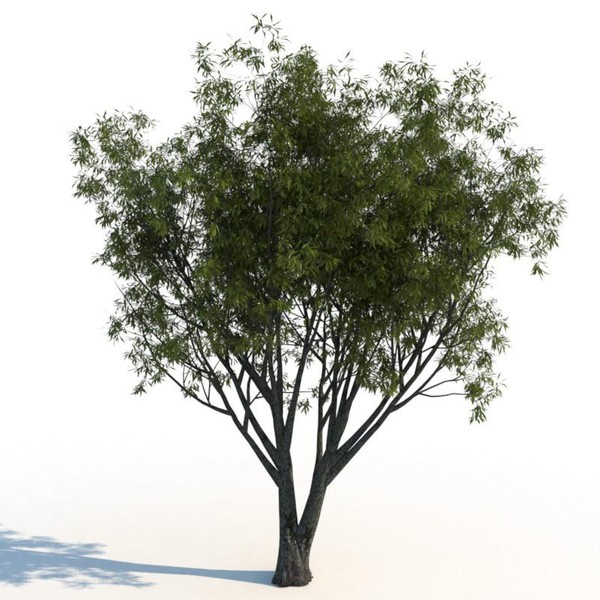 3d model willow tree - Willow trees... by exactness