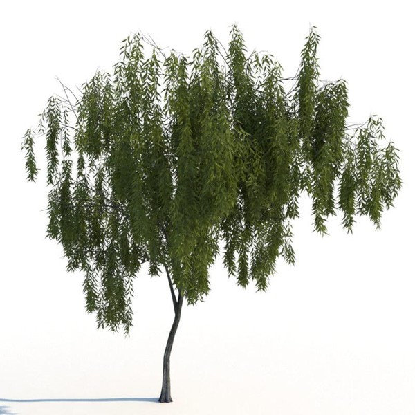 3d model willow tree - Willow trees... by exactness