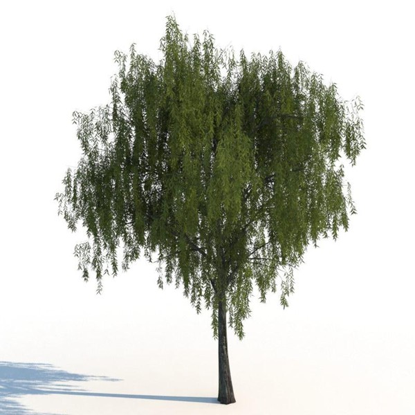 3d model willow tree - Willow trees... by exactness