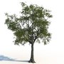 3d model ash tree