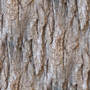 Tree Bark