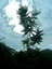 ailanthus 01