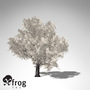 lwo xfrogplants blossoming yoshino cherry