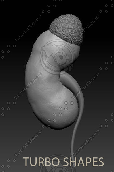 3d kidney model - kidney... by TURBO SHAPES