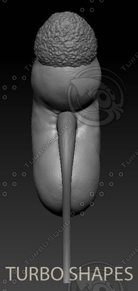 3d kidney model - kidney... by TURBO SHAPES