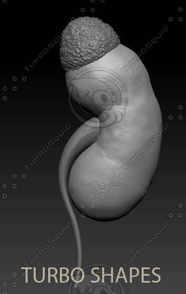 3d kidney model - kidney... by TURBO SHAPES