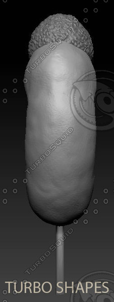 3d kidney model - kidney... by TURBO SHAPES
