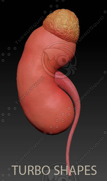 3d kidney model - kidney... by TURBO SHAPES