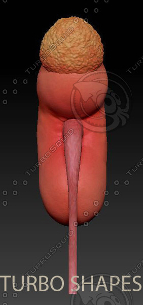 3d kidney model - kidney... by TURBO SHAPES