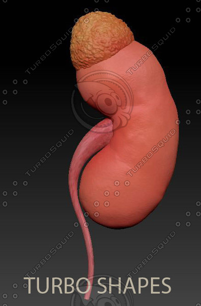 3d kidney model - kidney... by TURBO SHAPES