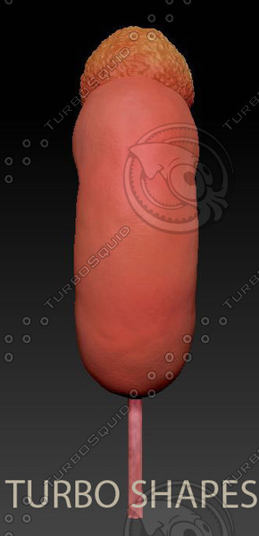 3d kidney model - kidney... by TURBO SHAPES