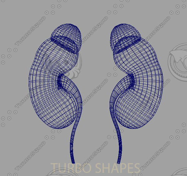 3d kidney model - kidney... by TURBO SHAPES