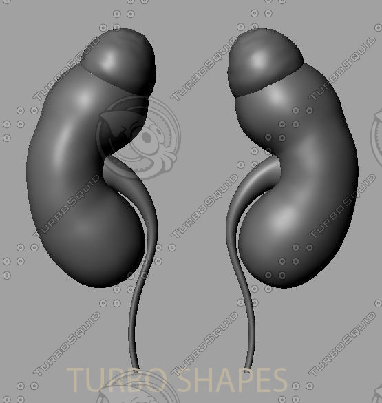 3d kidney model - kidney... by TURBO SHAPES
