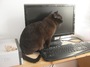 tomcat front of computer monitor