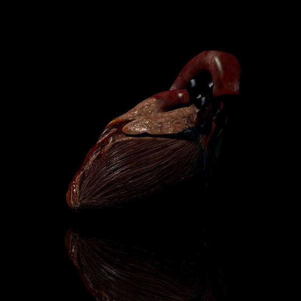 cinema4d heart beating - Beating Heart... by IMM